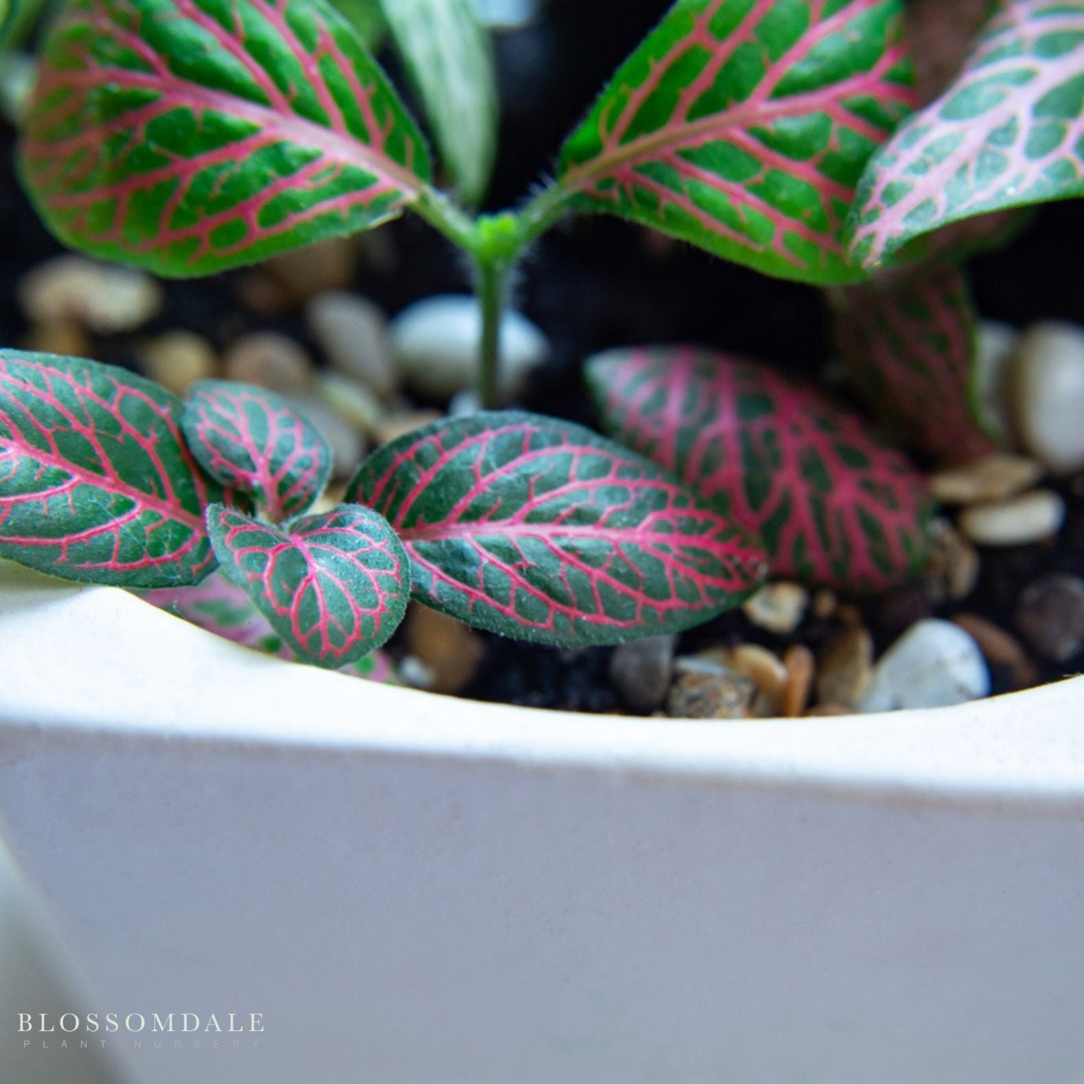 Red Vein Fittonia 'Red Nerve Plant'
