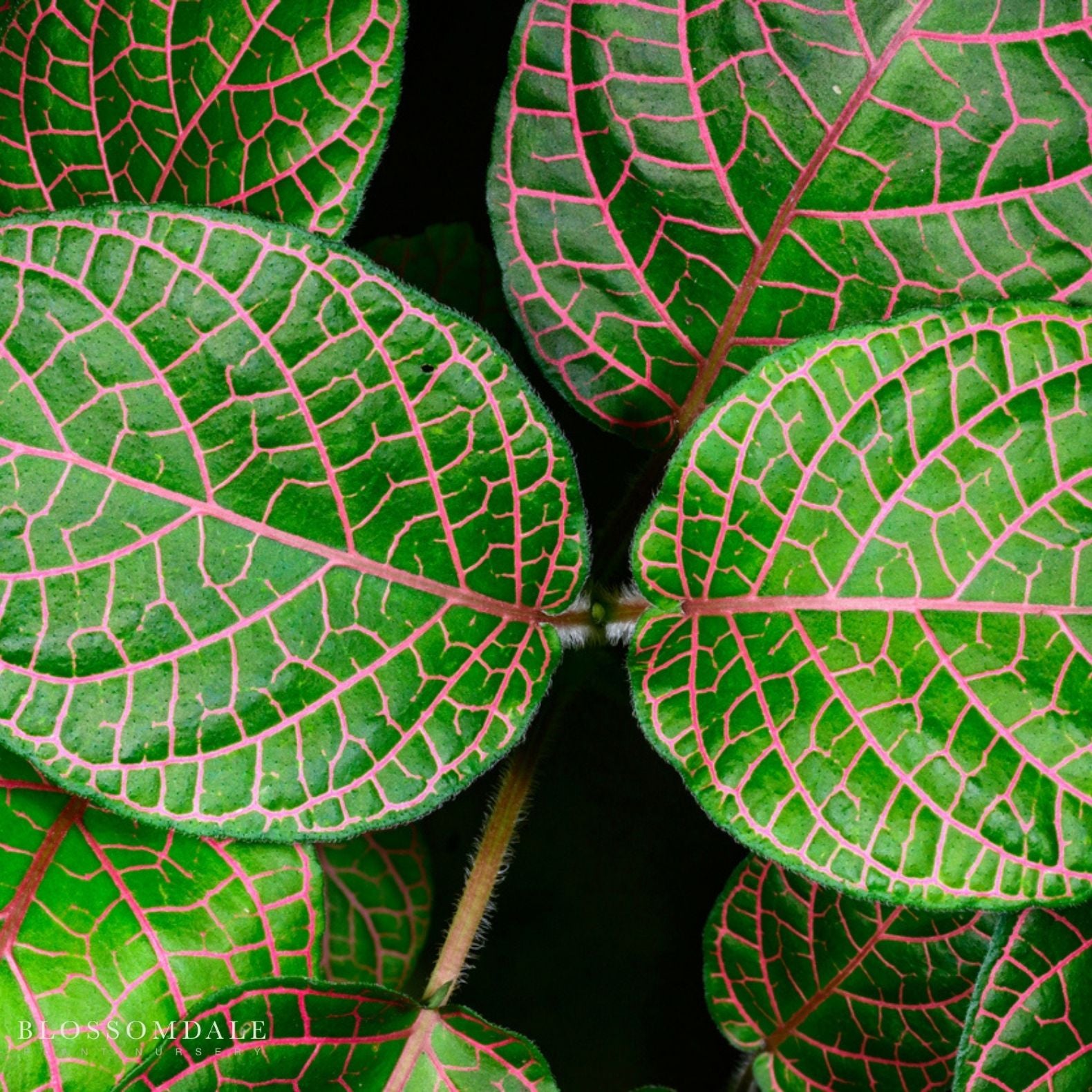 Red Vein Fittonia 'Red Nerve Plant'