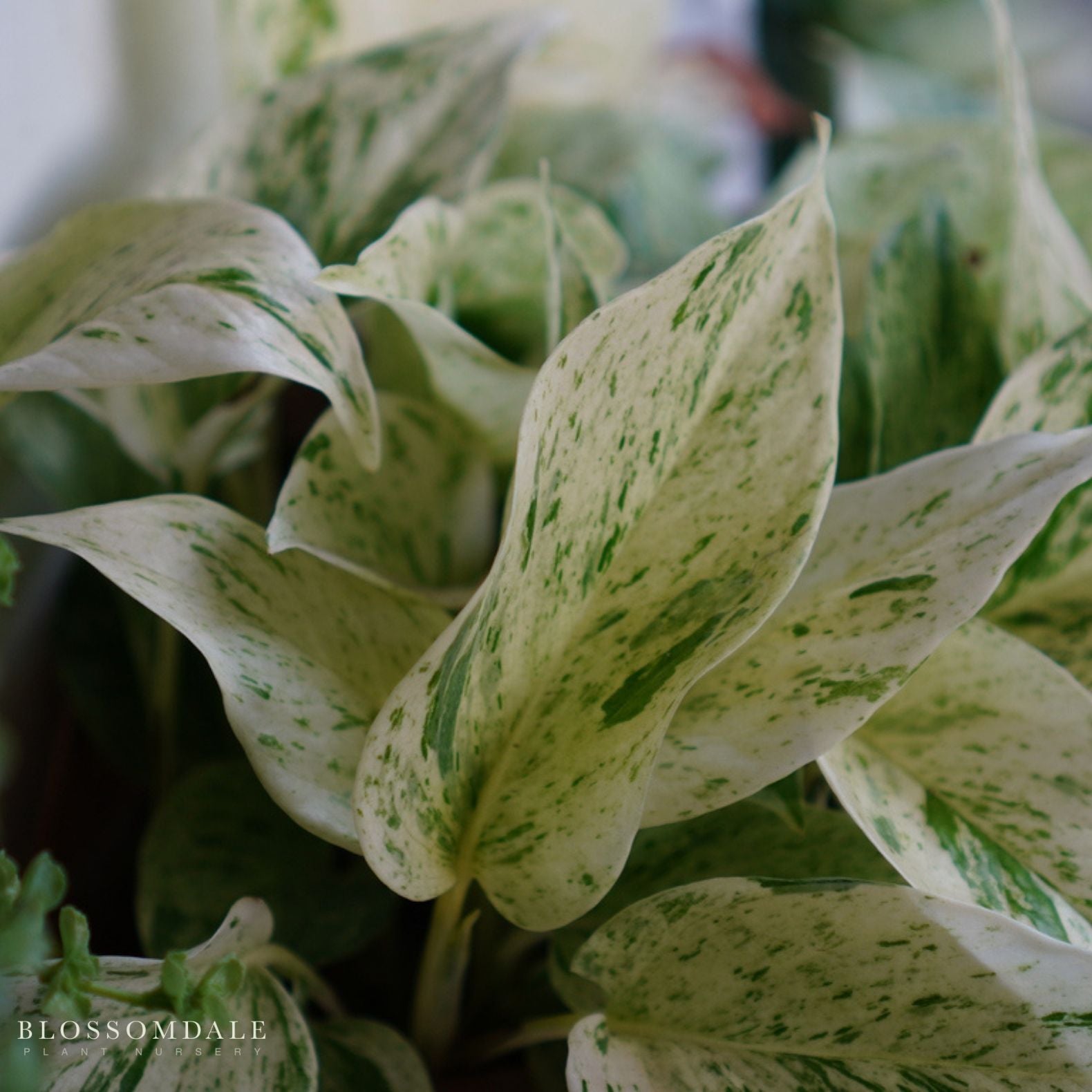 Marble Queen Pothos