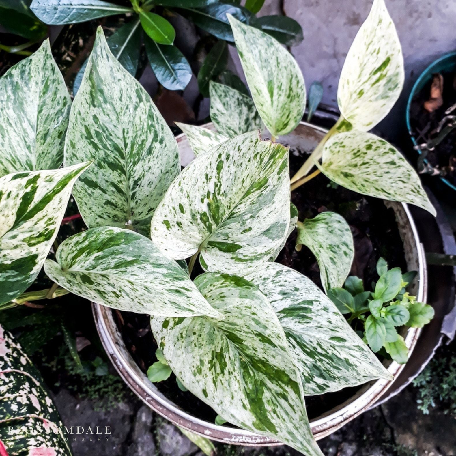 Marble Queen Pothos