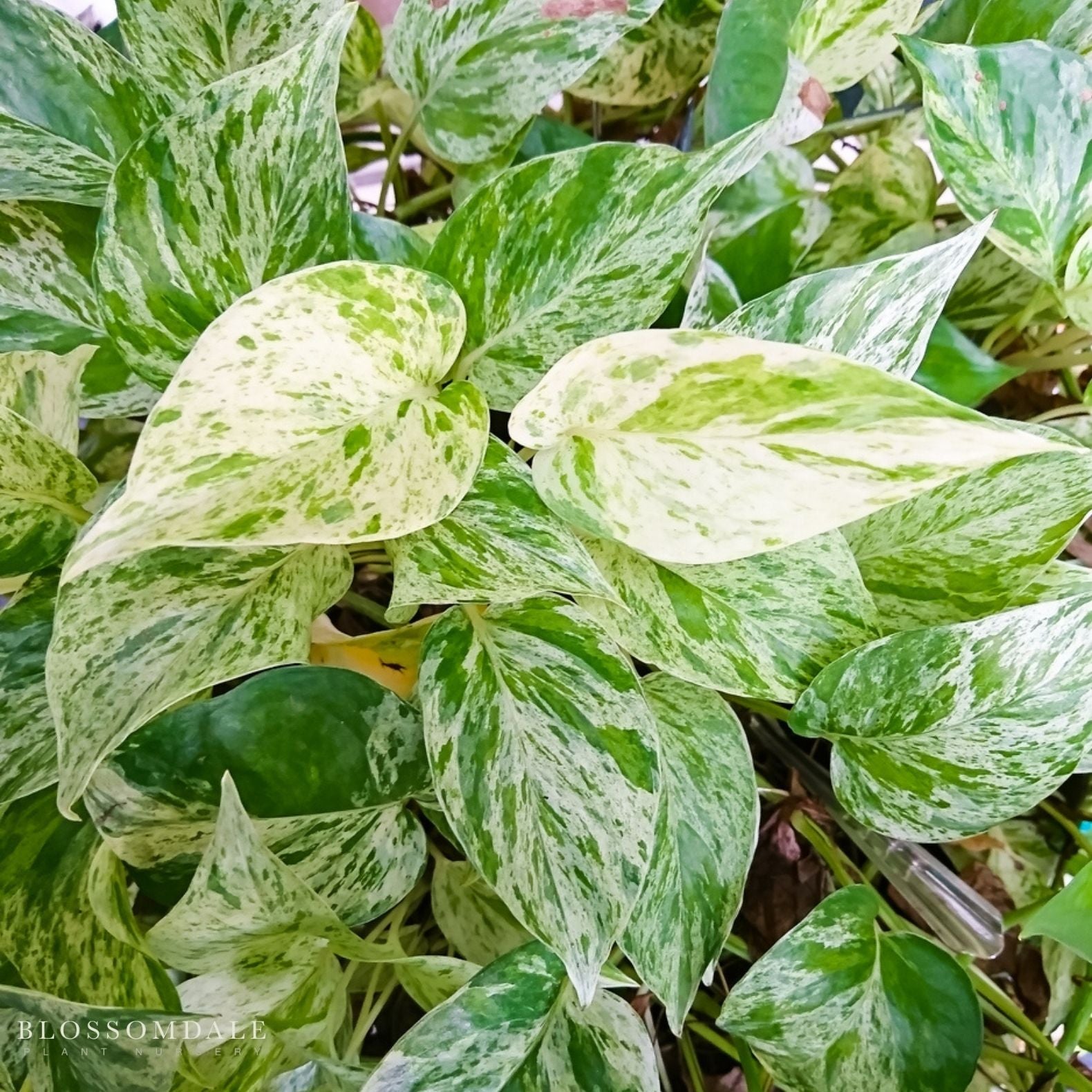 Marble Queen Pothos