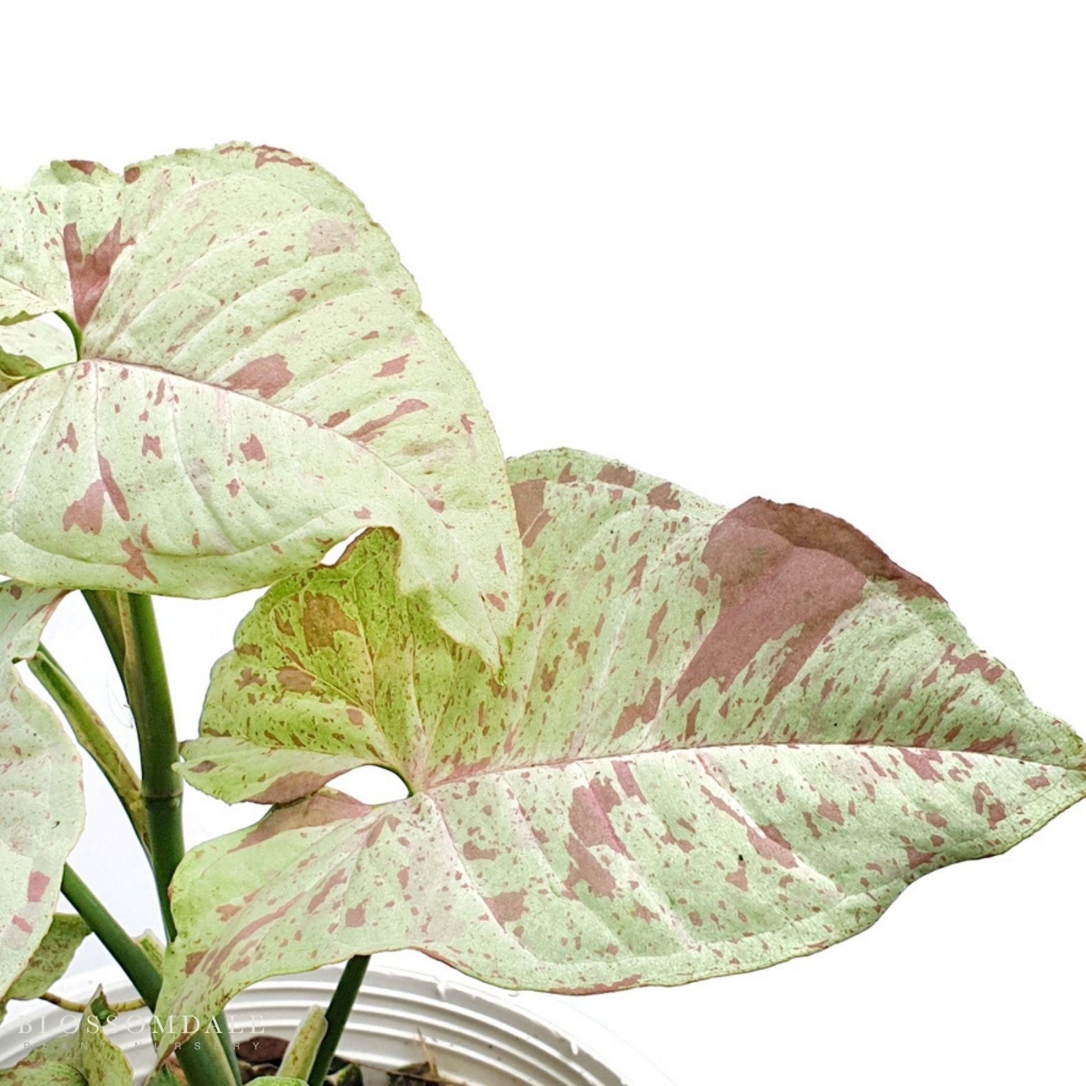 Milk Confetti Syngonium