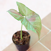 Milk Confetti Syngonium