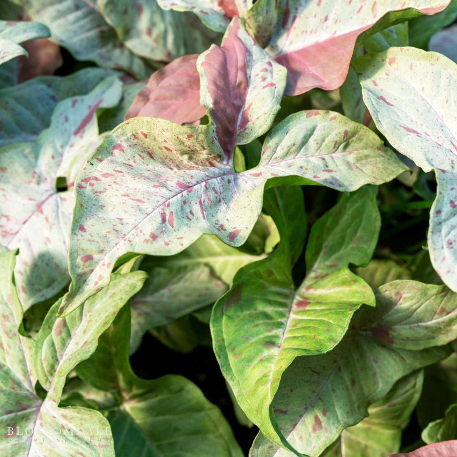 Milk Confetti Syngonium