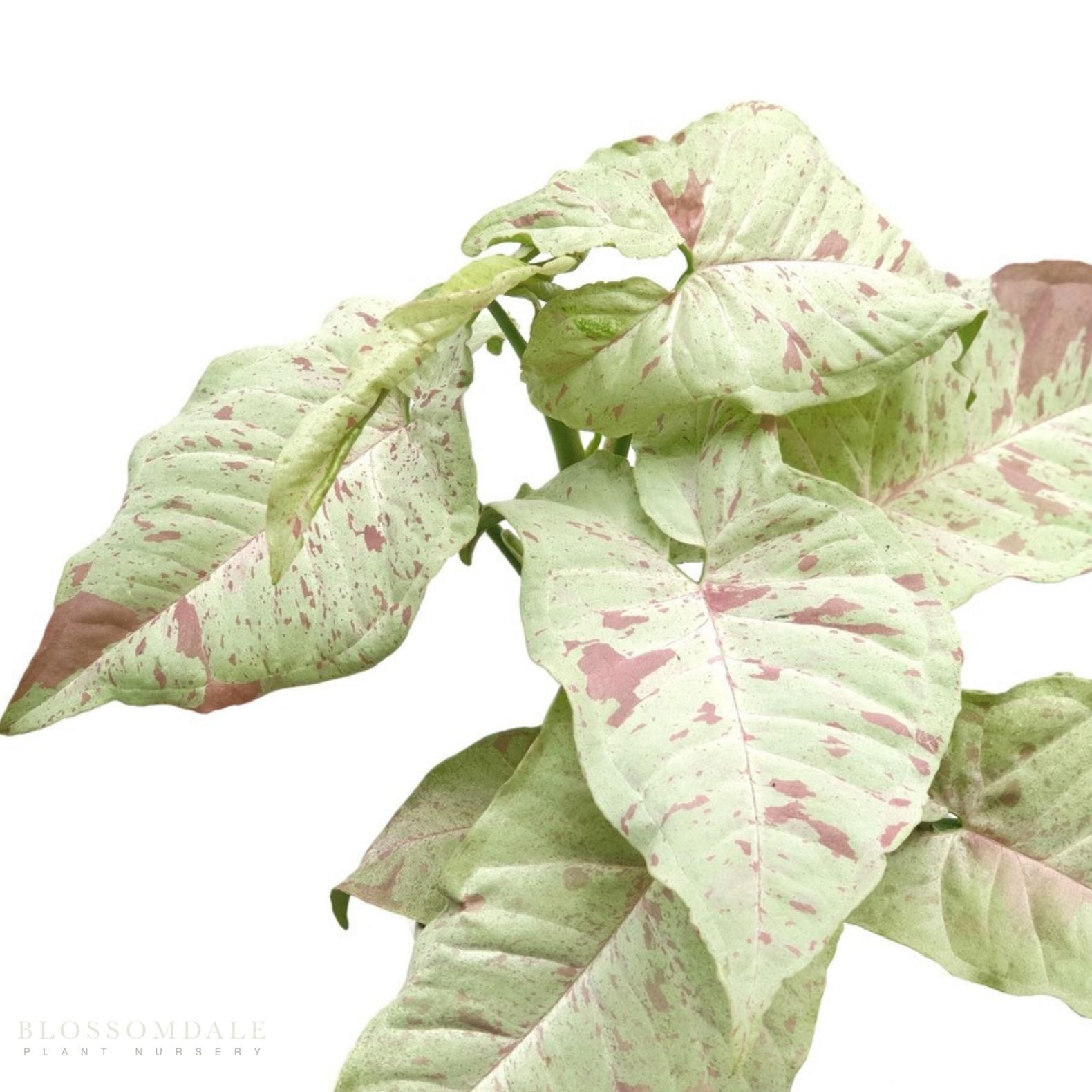 Milk Confetti Syngonium