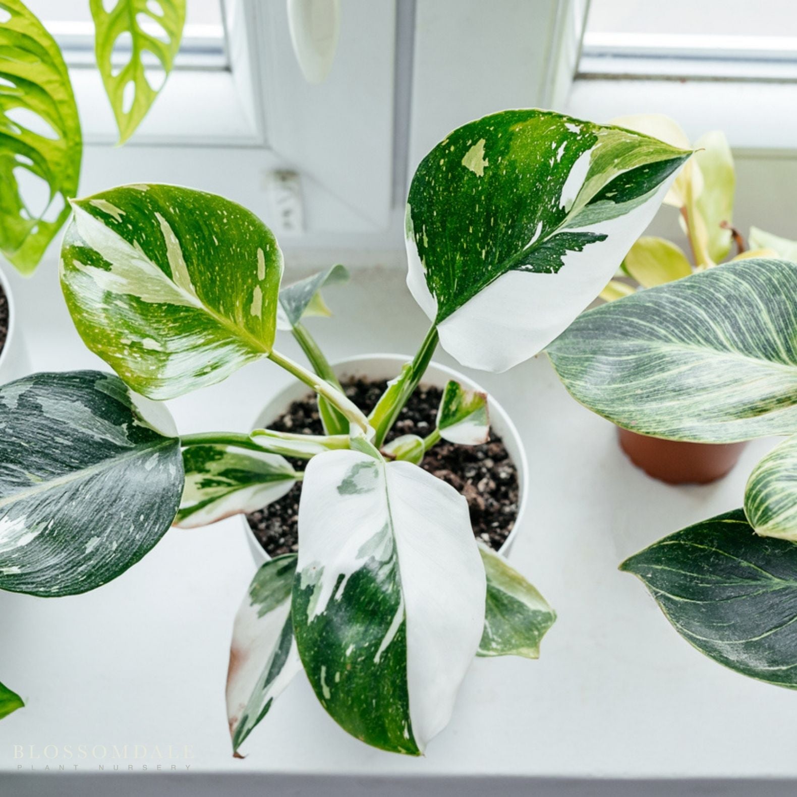 White Princess Philodendron