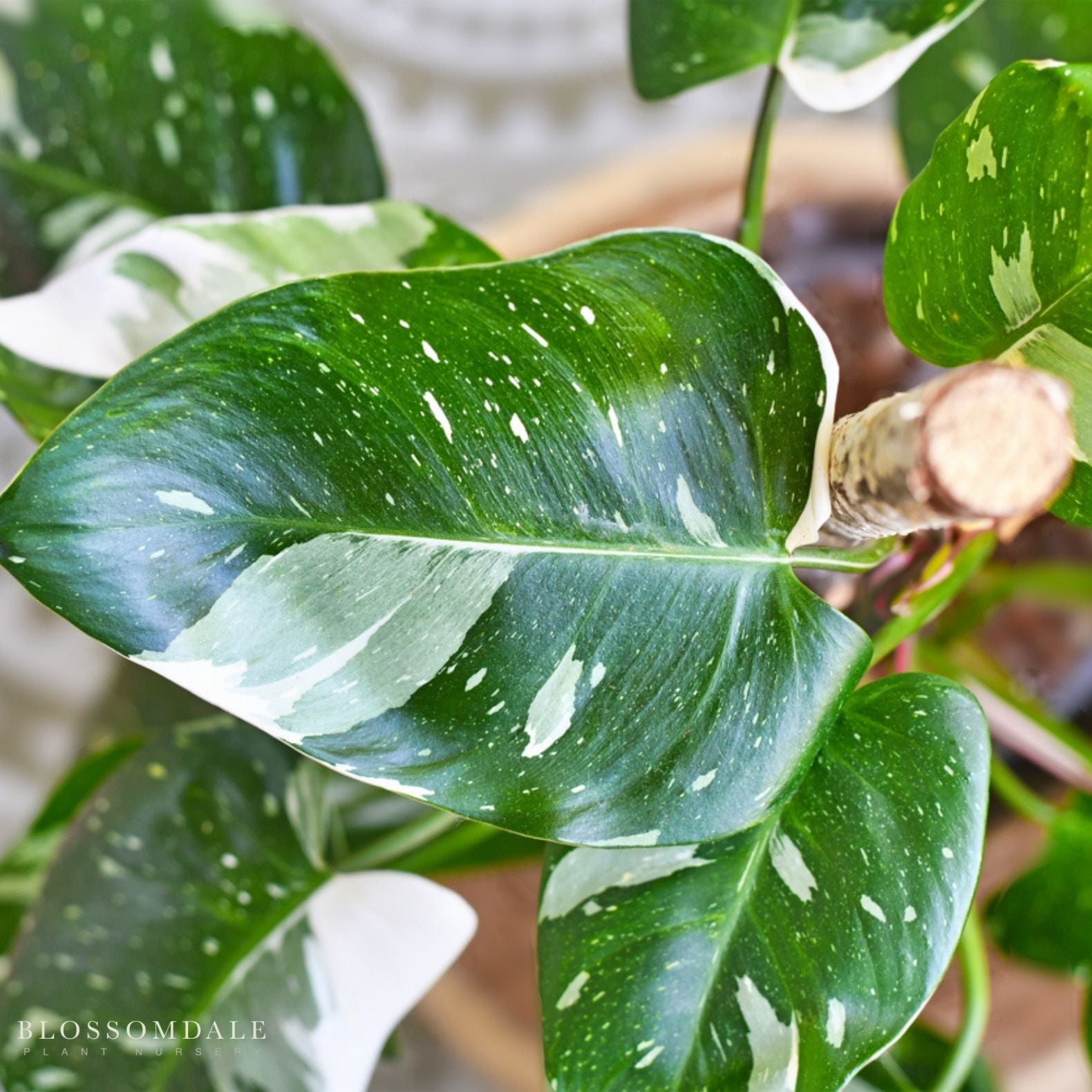 White Princess Philodendron