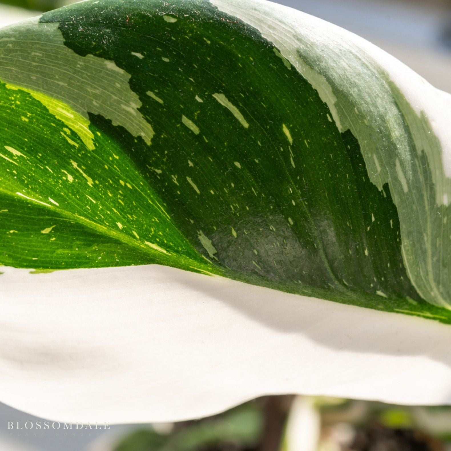 White Princess Philodendron