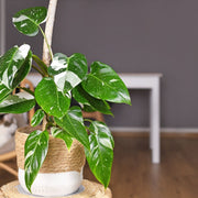 White Princess Philodendron