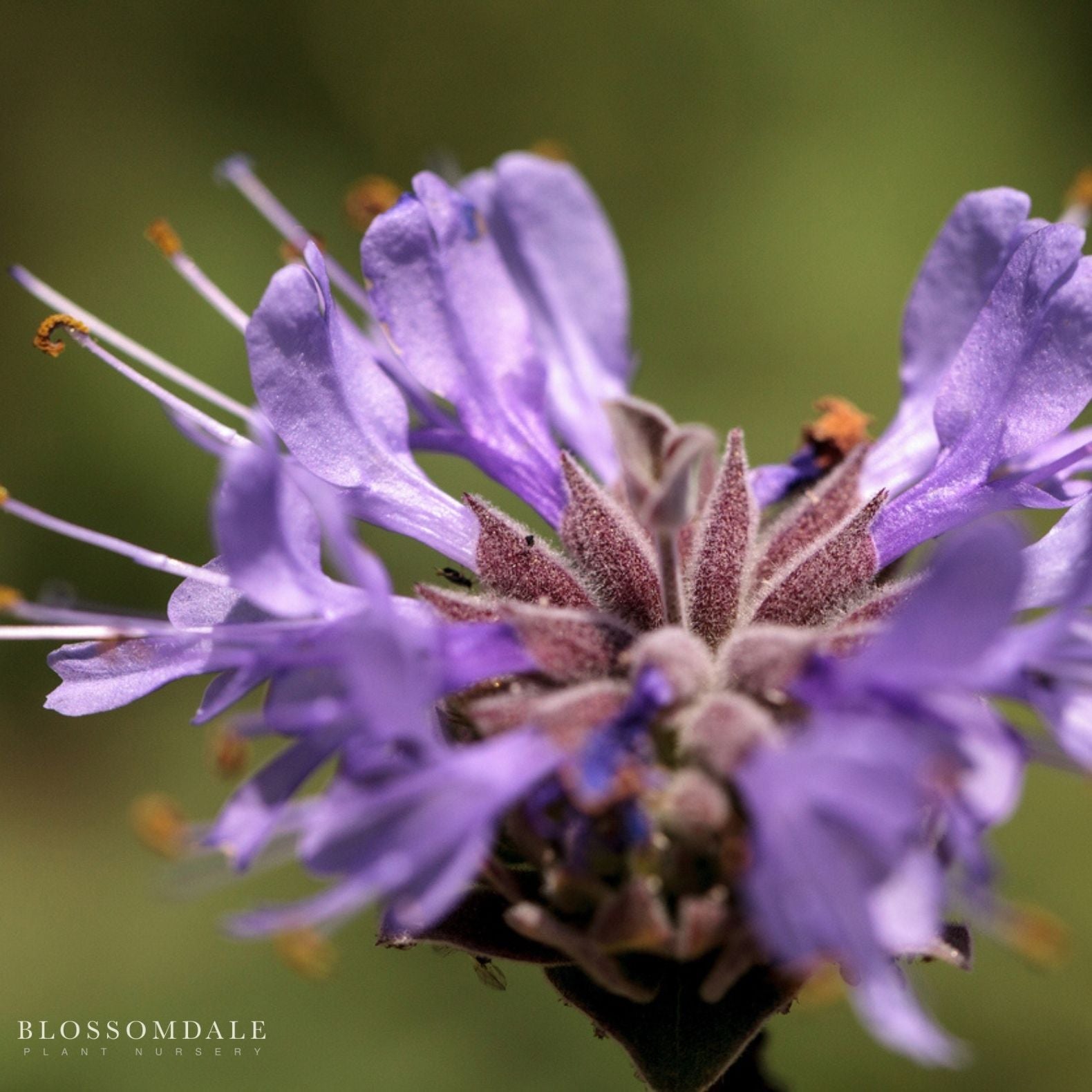 Salvia Allen Chickering