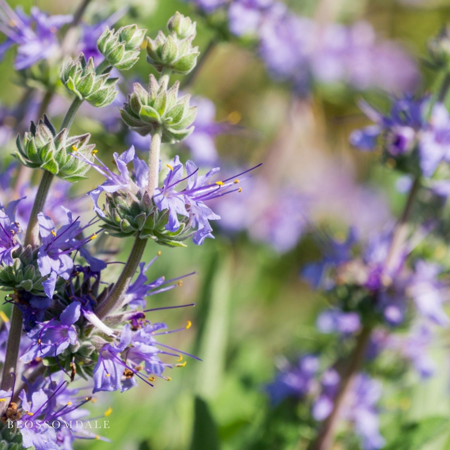 Salvia Allen Chickering