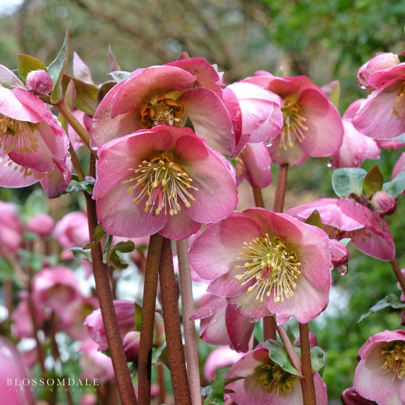Helleborus Frostless Penny Pinks