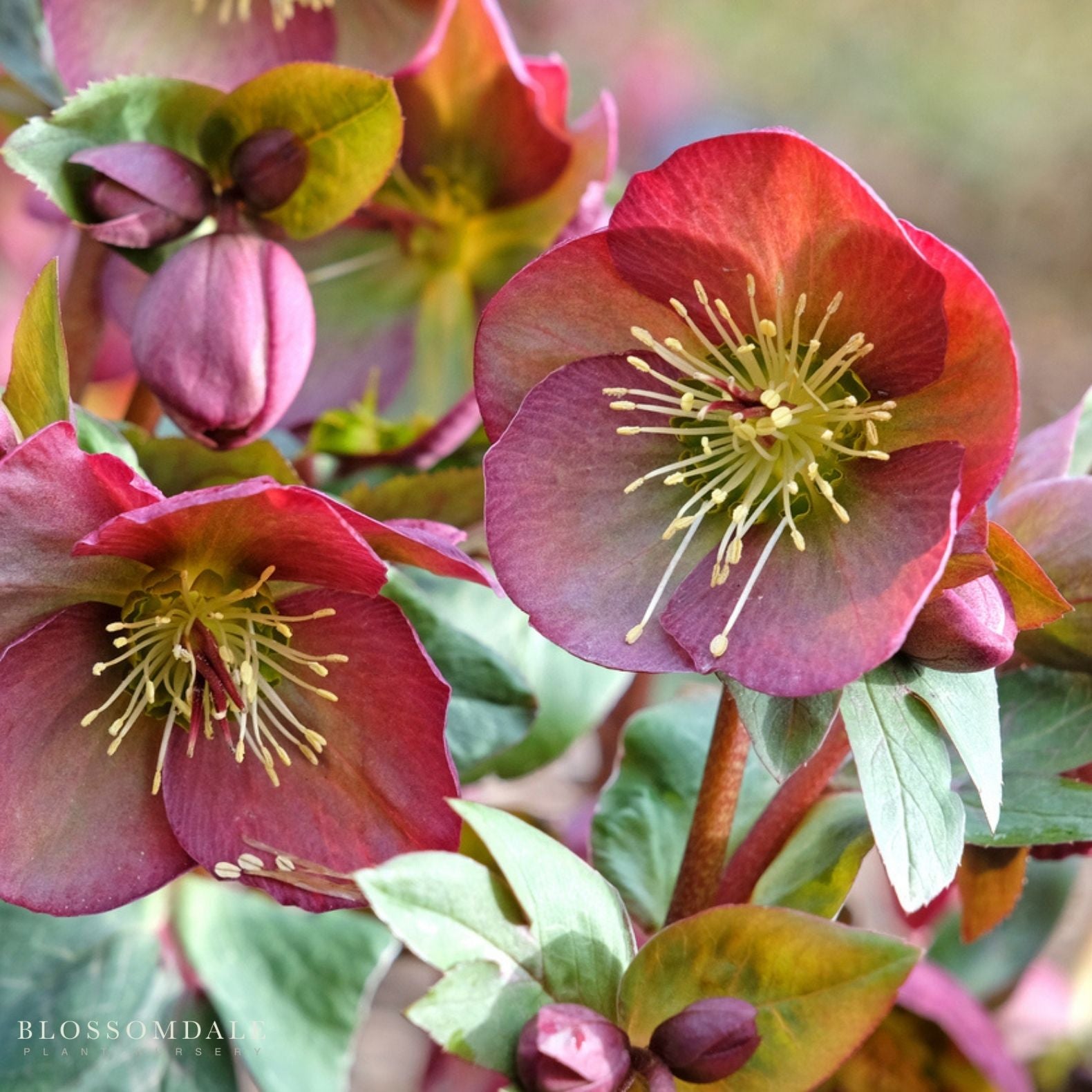 Helleborus Frostless Penny Pinks