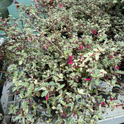 Fuchsia Variegata
