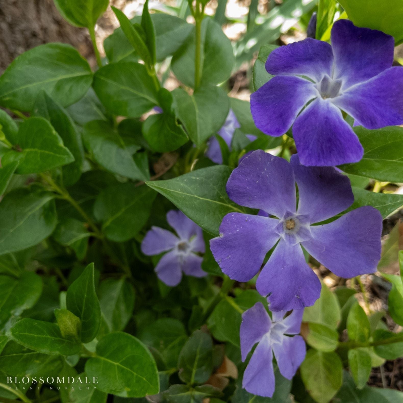 Dwarf Periwinkle Creeping Myrtle (Vinca Minor)