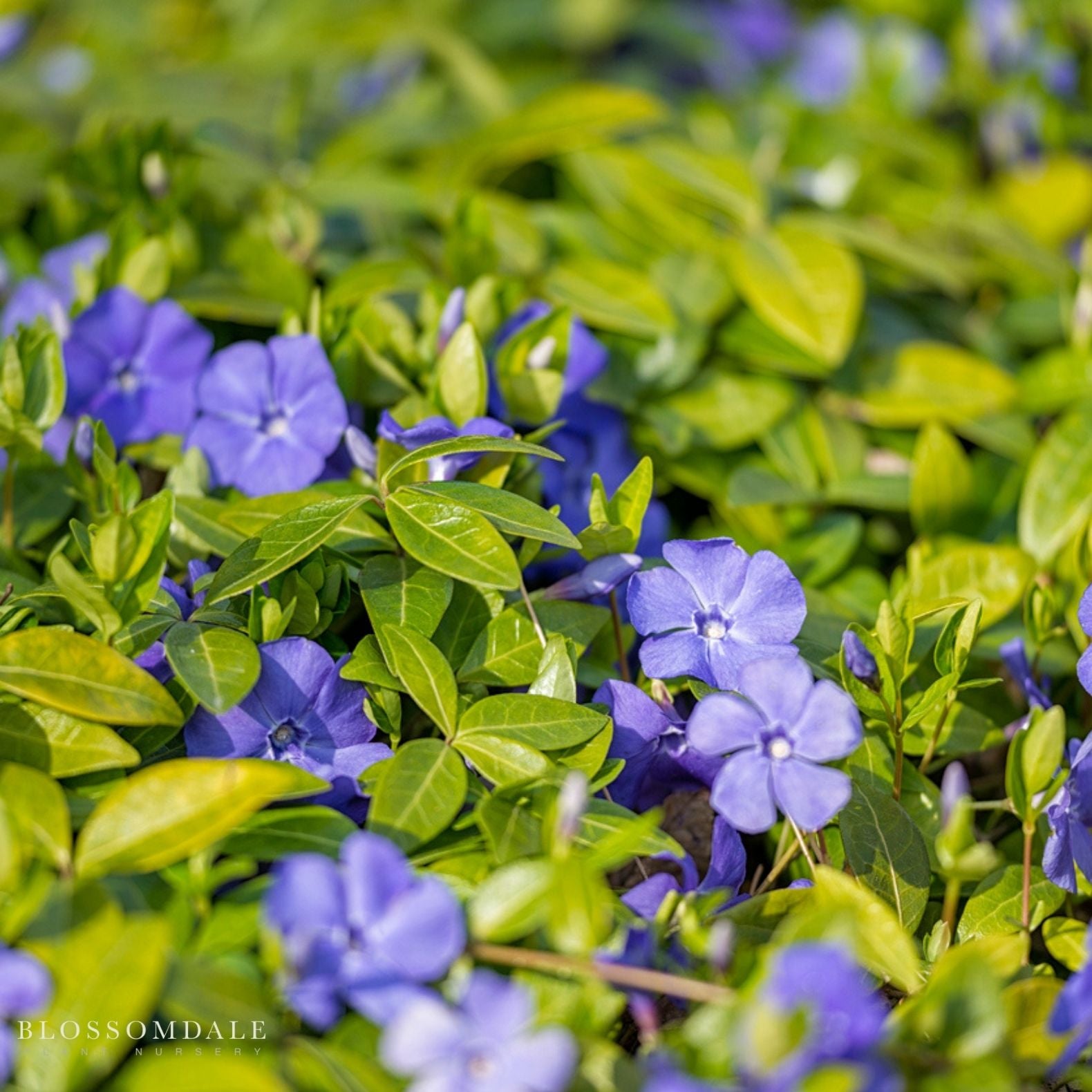 Dwarf Periwinkle Creeping Myrtle (Vinca Minor)