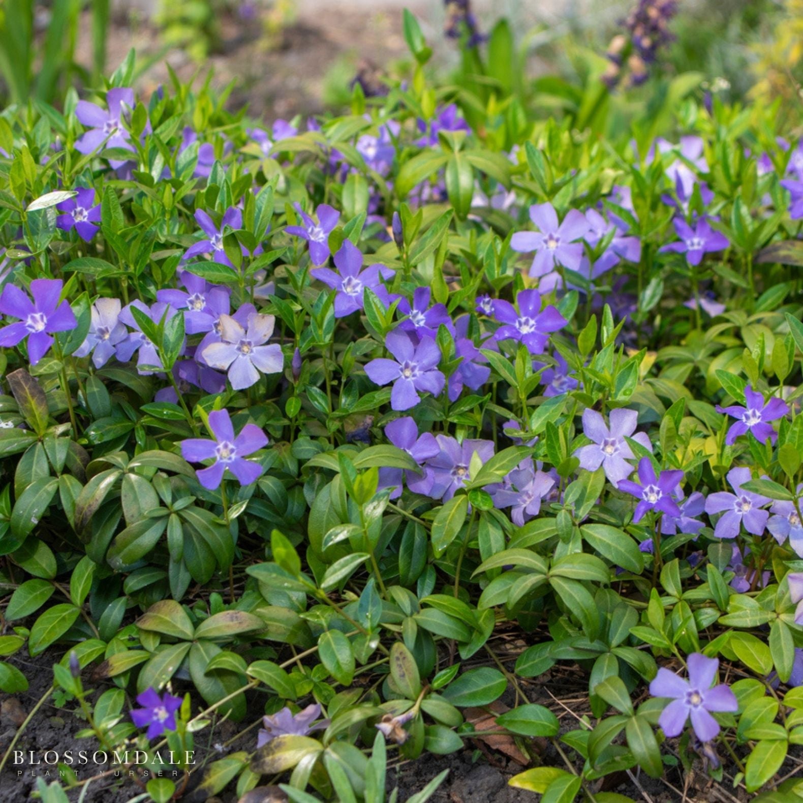 Dwarf Periwinkle Creeping Myrtle (Vinca Minor)
