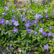 Dwarf Periwinkle Creeping Myrtle (Vinca Minor)