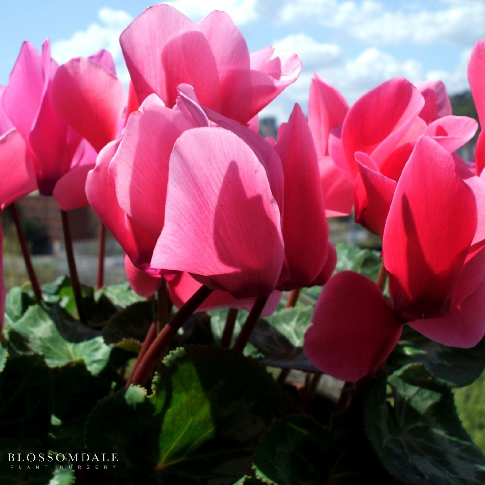 Cyclamen