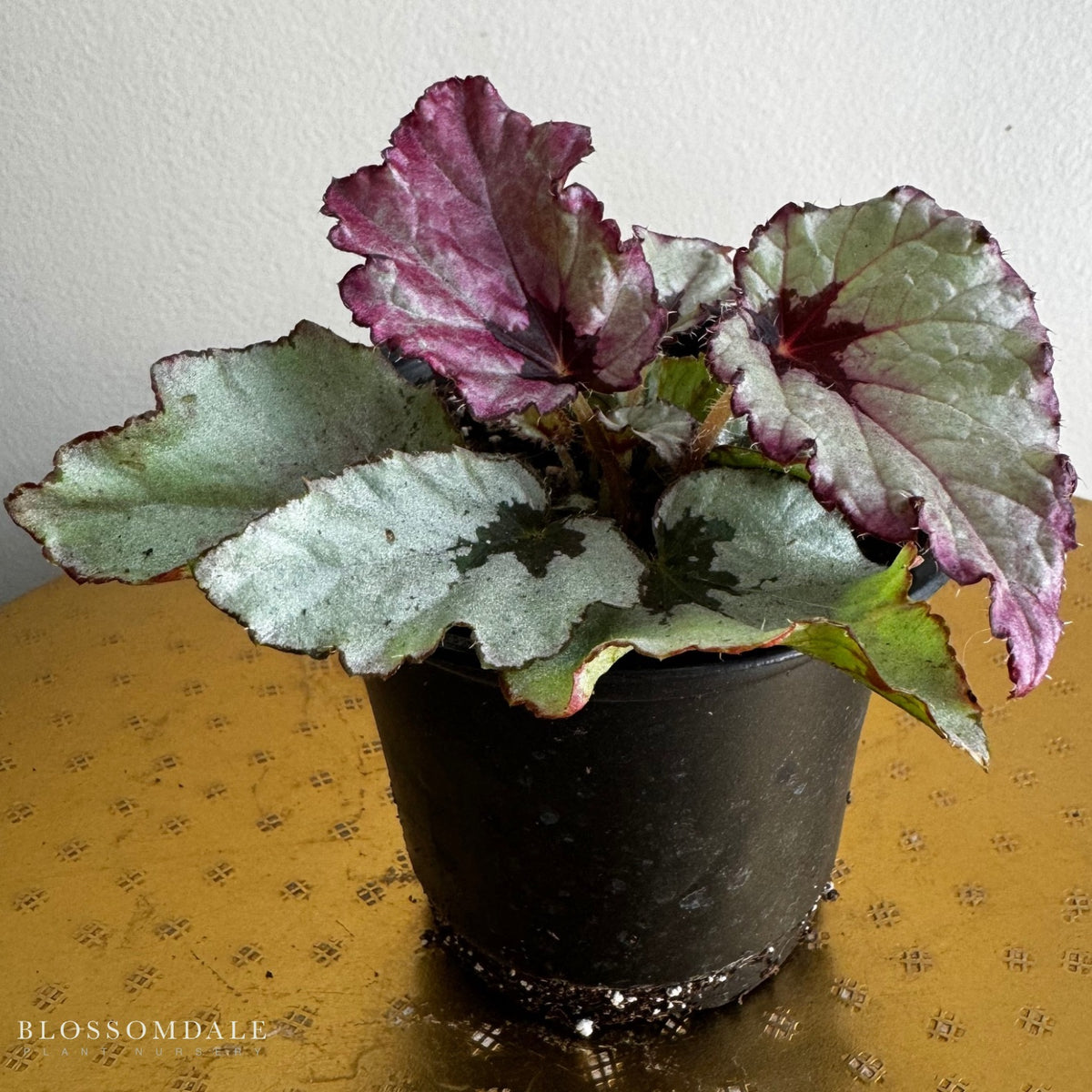 Begonia 'Red Slippers'
