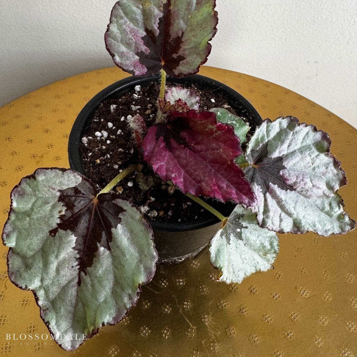 Begonia 'Red Slippers'