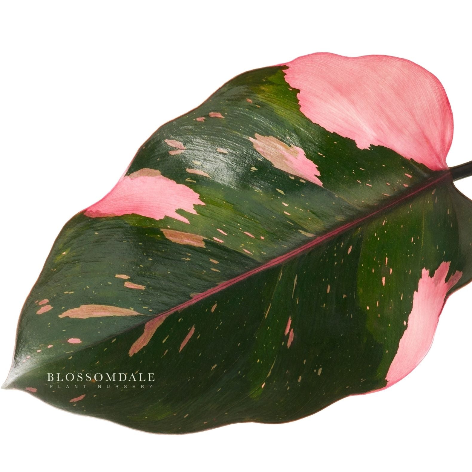 Philodendron Pink Princess 'Galaxy' Variegated 5"