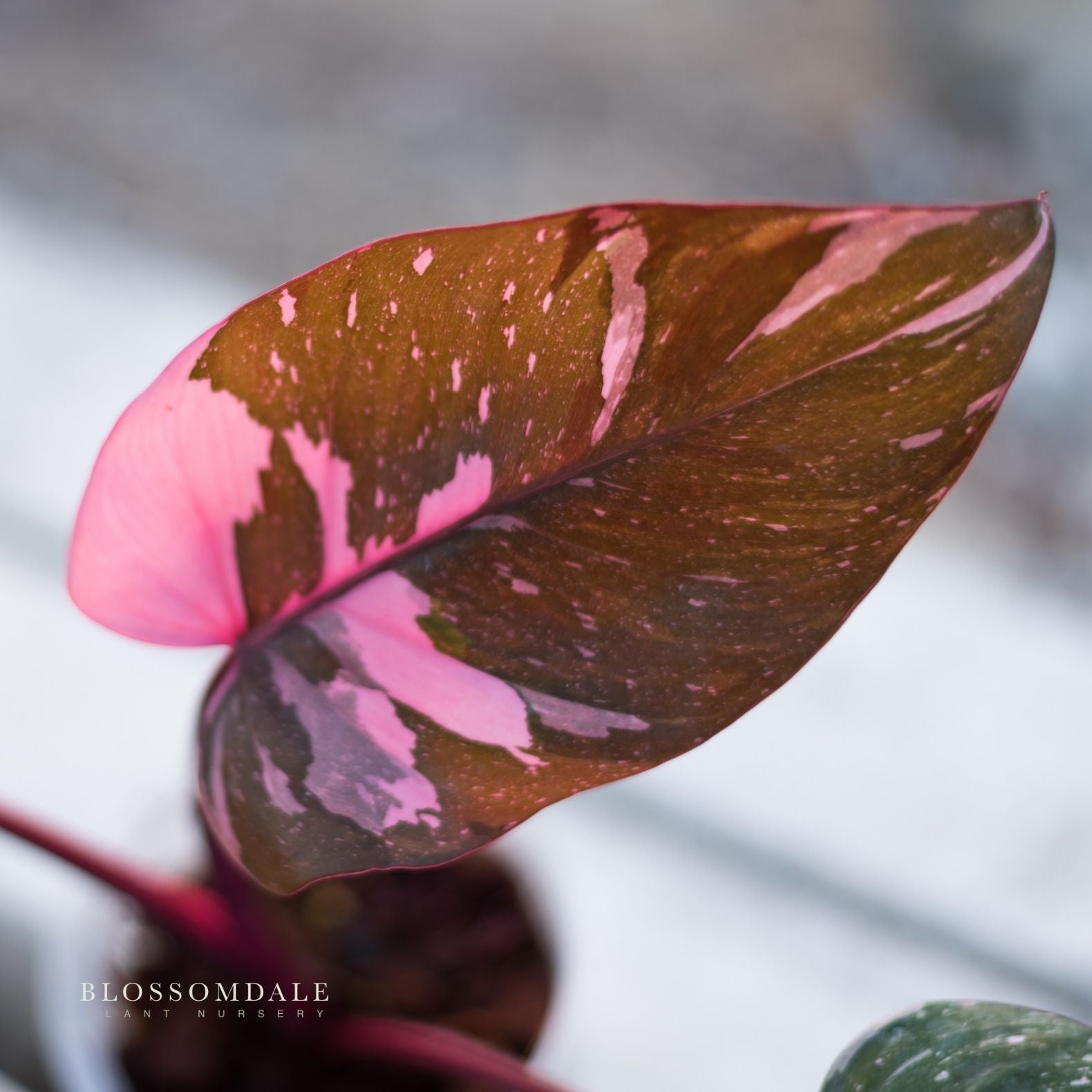 Philodendron Pink Princess 'Galaxy' Variegated 5"