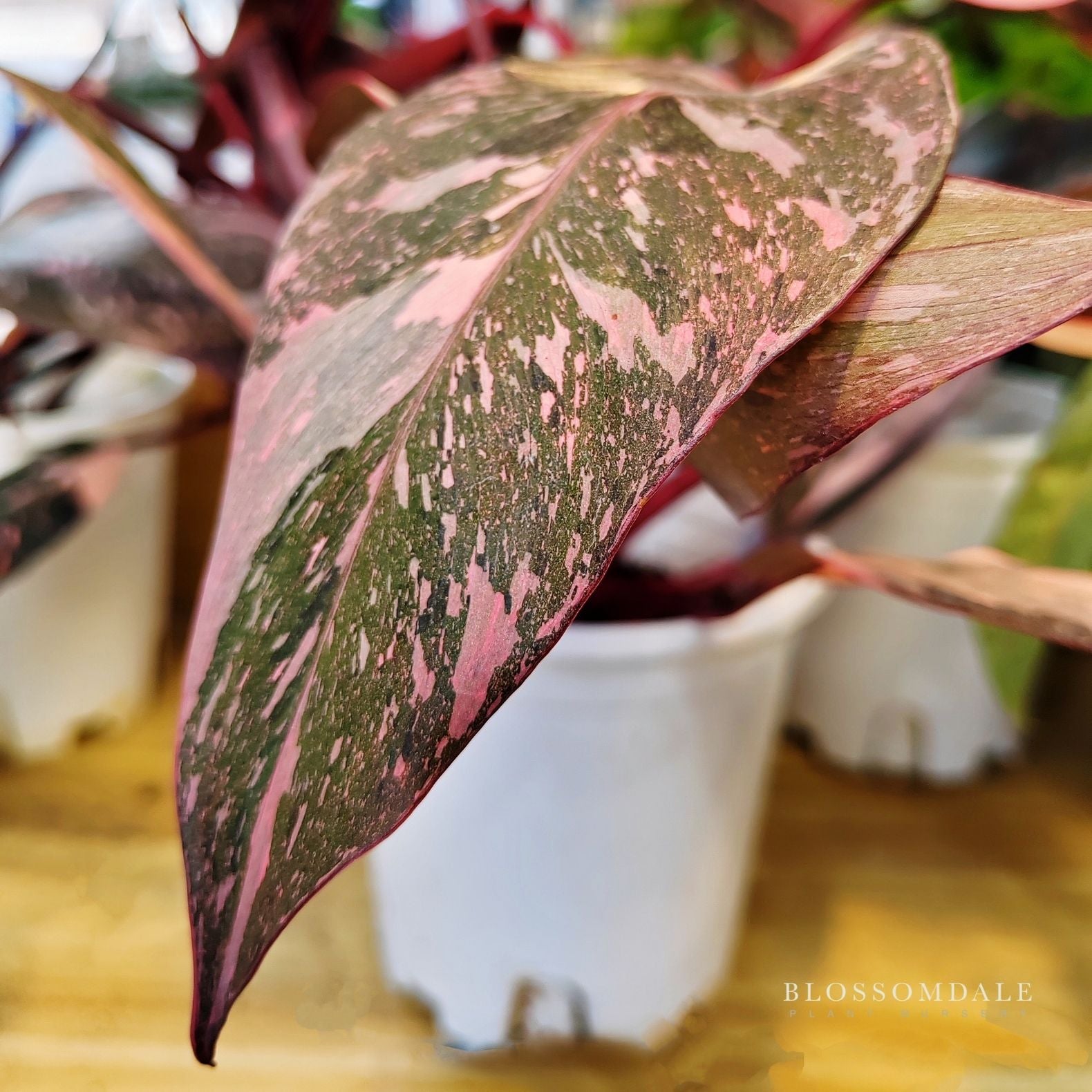 Philodendron Pink Princess 'Galaxy' Variegated 5"