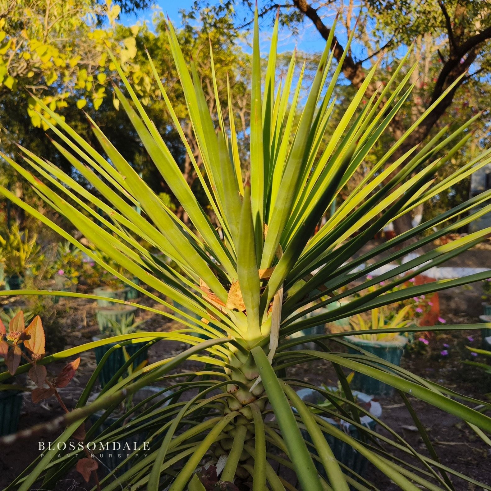 Cordyline Grass Palm 'Green'