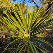 Cordyline Grass Palm 'Green'