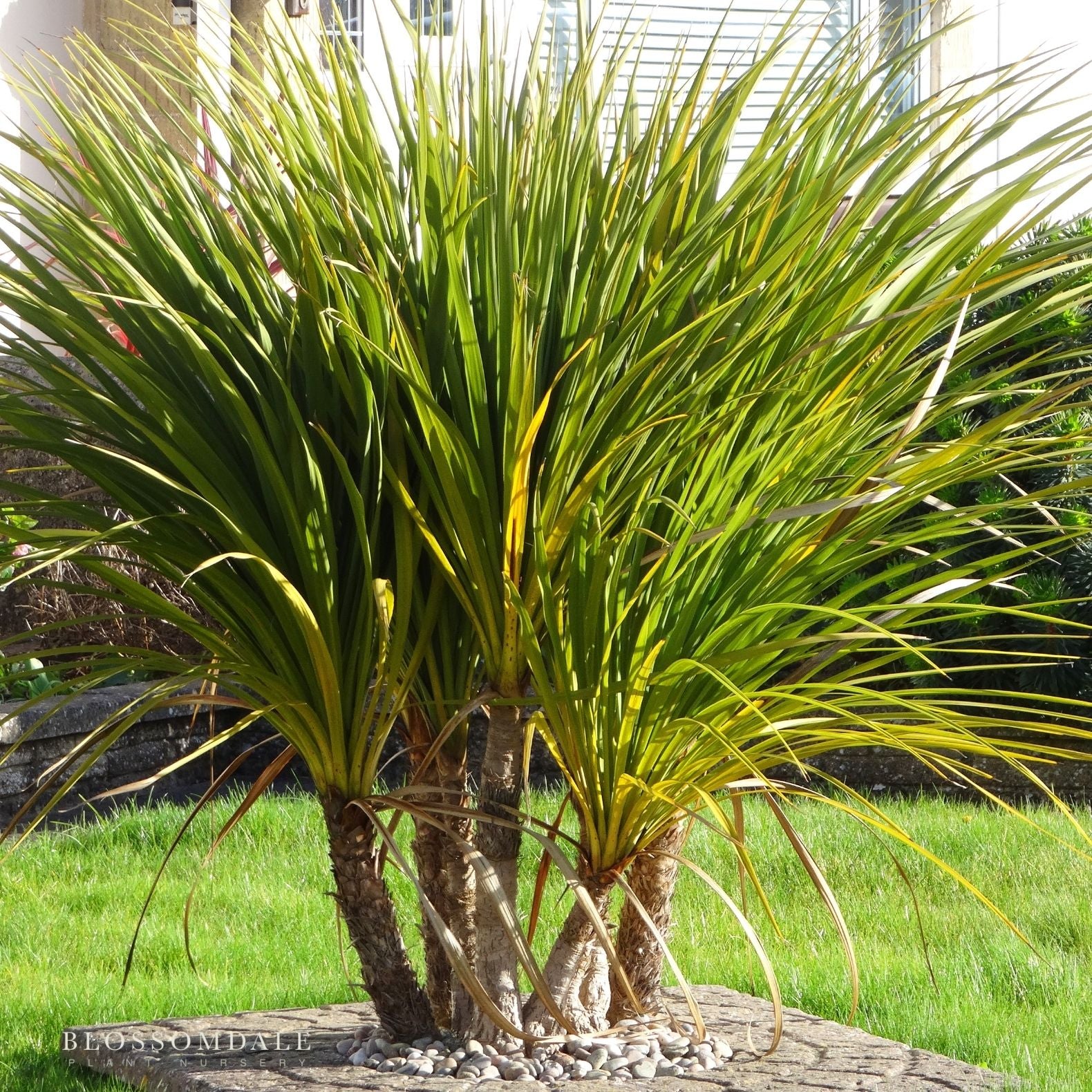 Cordyline Grass Palm 'Green'