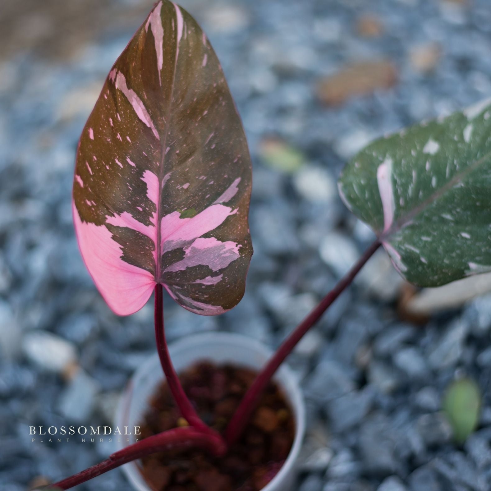 Philodendron Pink Princess 'Galaxy' Variegated 5"