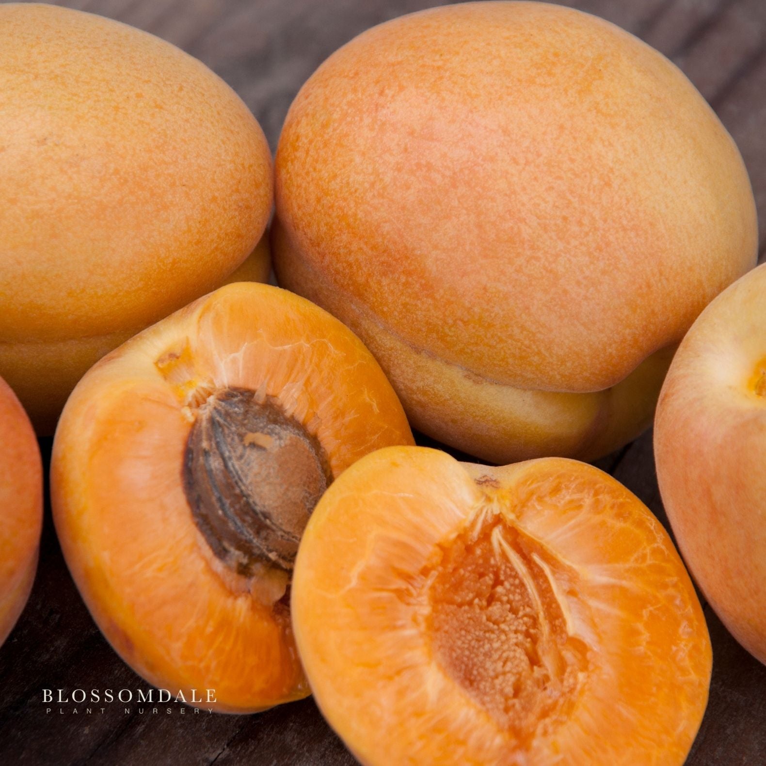 Semi Dwarf Harcot Apricot