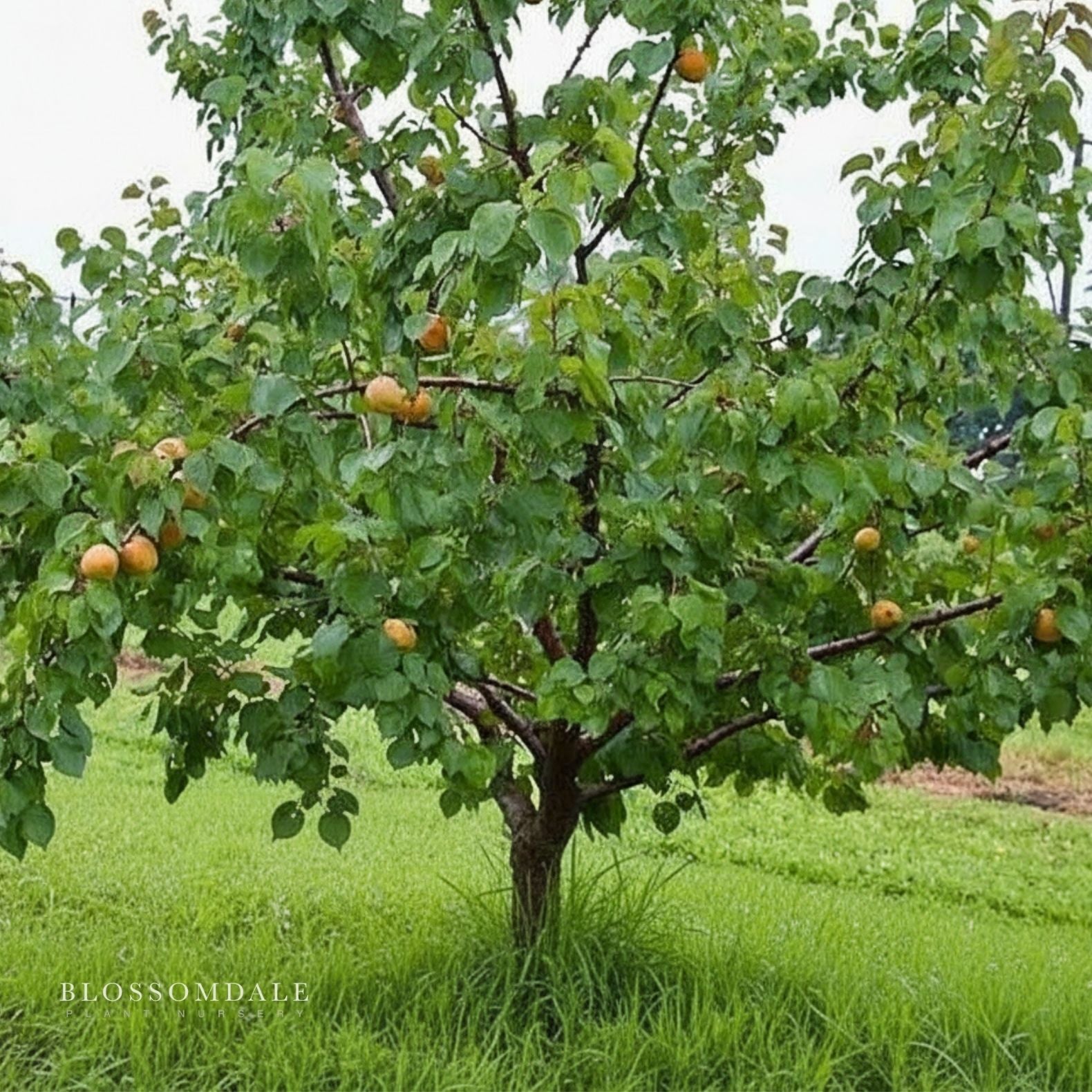 Semi Dwarf Moorpark Apricot Tree