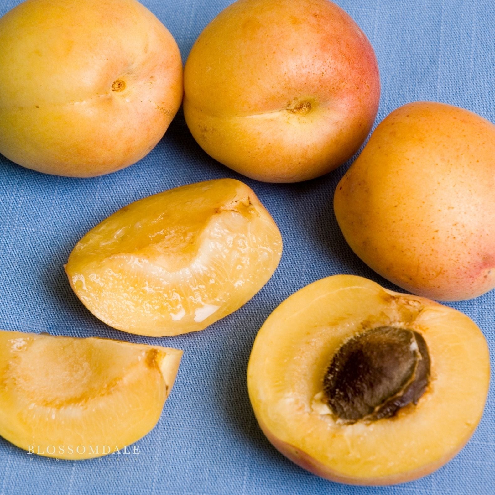 Semi Dwarf Cot-N-Candy Aprium Tree (Apricot & Plum Cross)