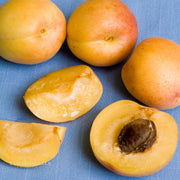 Semi Dwarf Cot-N-Candy Aprium Tree (Apricot & Plum Cross)