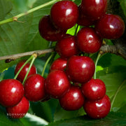 Semi Dwarf Bing Cherry Tree
