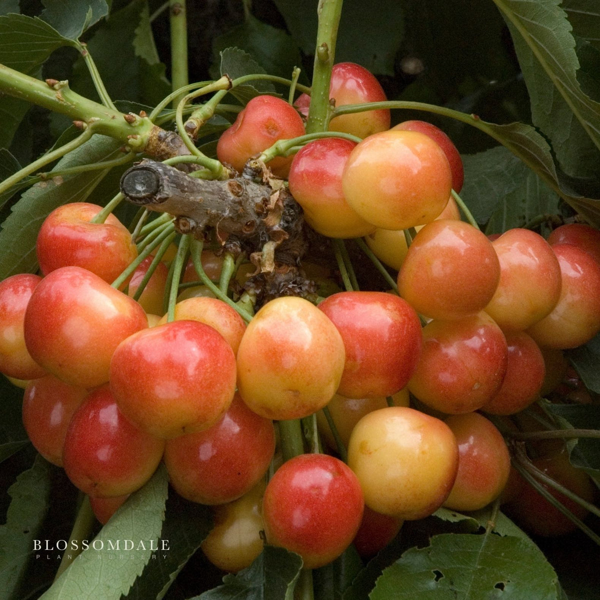 planting rainier cherry seeds Semi Dwarf Royal Rainier Cherry Tree - cherry tree