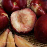 Semi Dwarf Arctic Glo Nectarine Tree