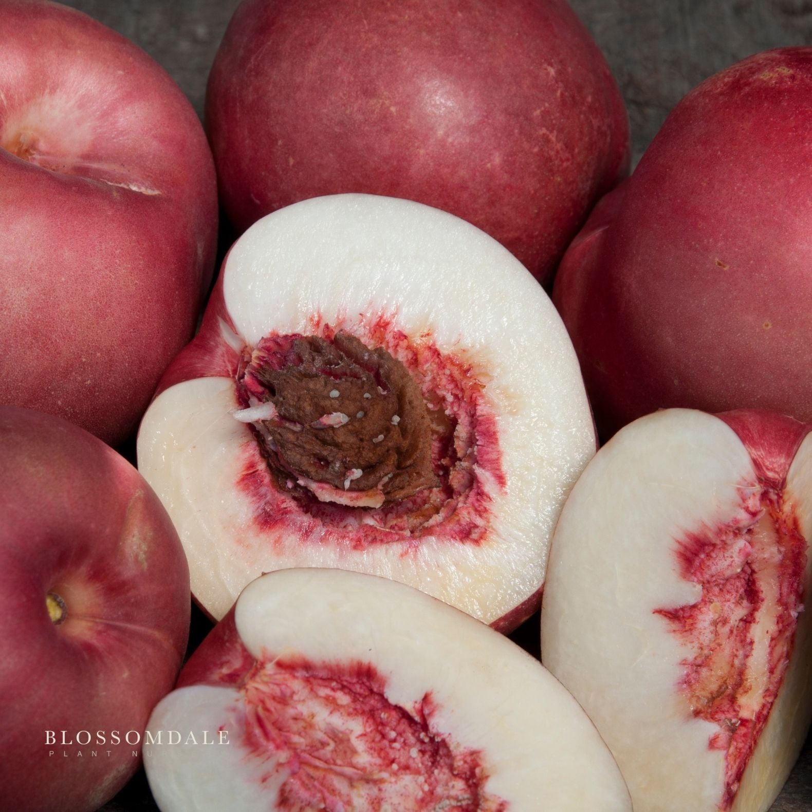 Semi Dwarf Spice Zee Nectaplum Tree (Nectarine & Plum Cross)