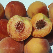 Miniature Honey Babe High Head Peach Tree