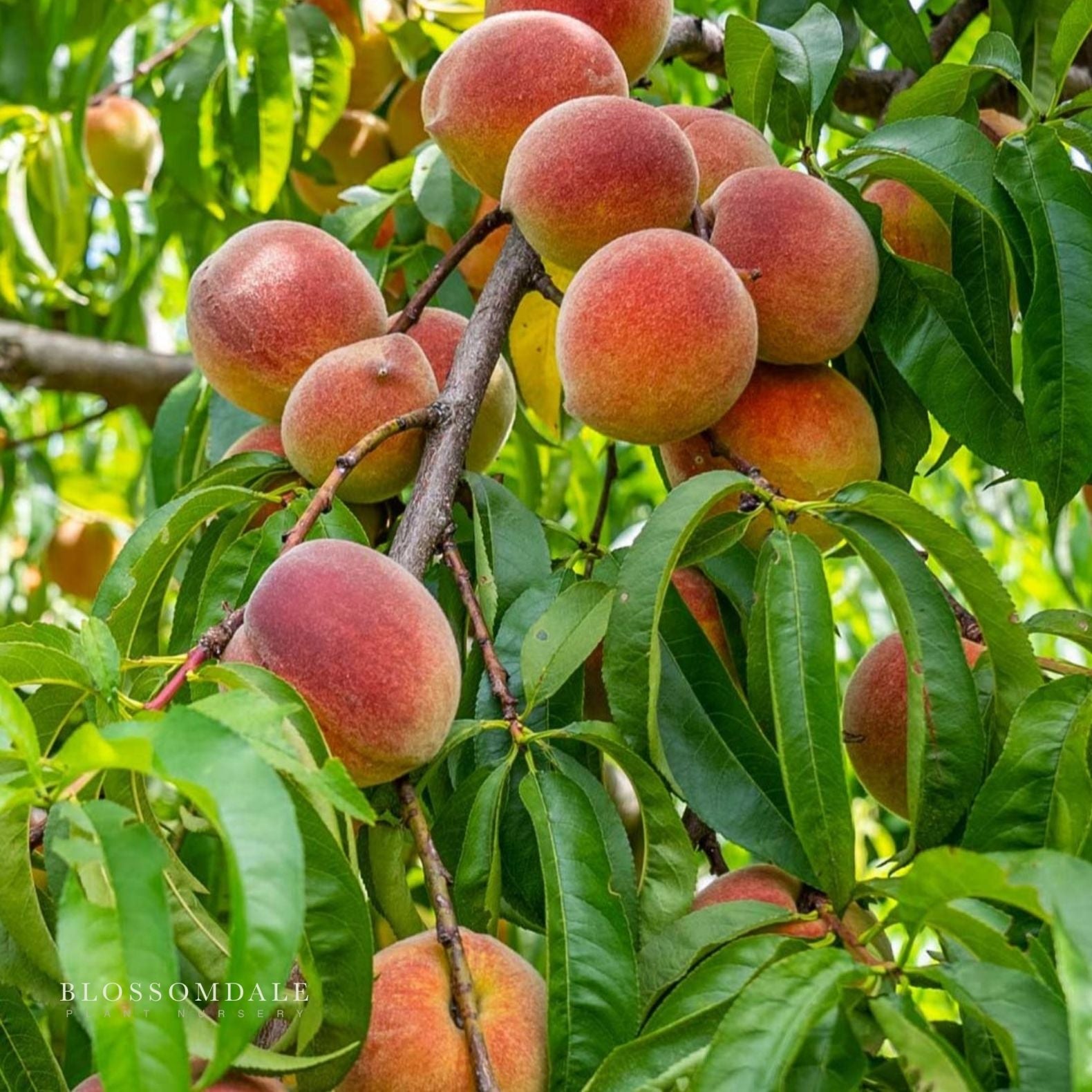 Semi Dwarf Contender Peach Tree