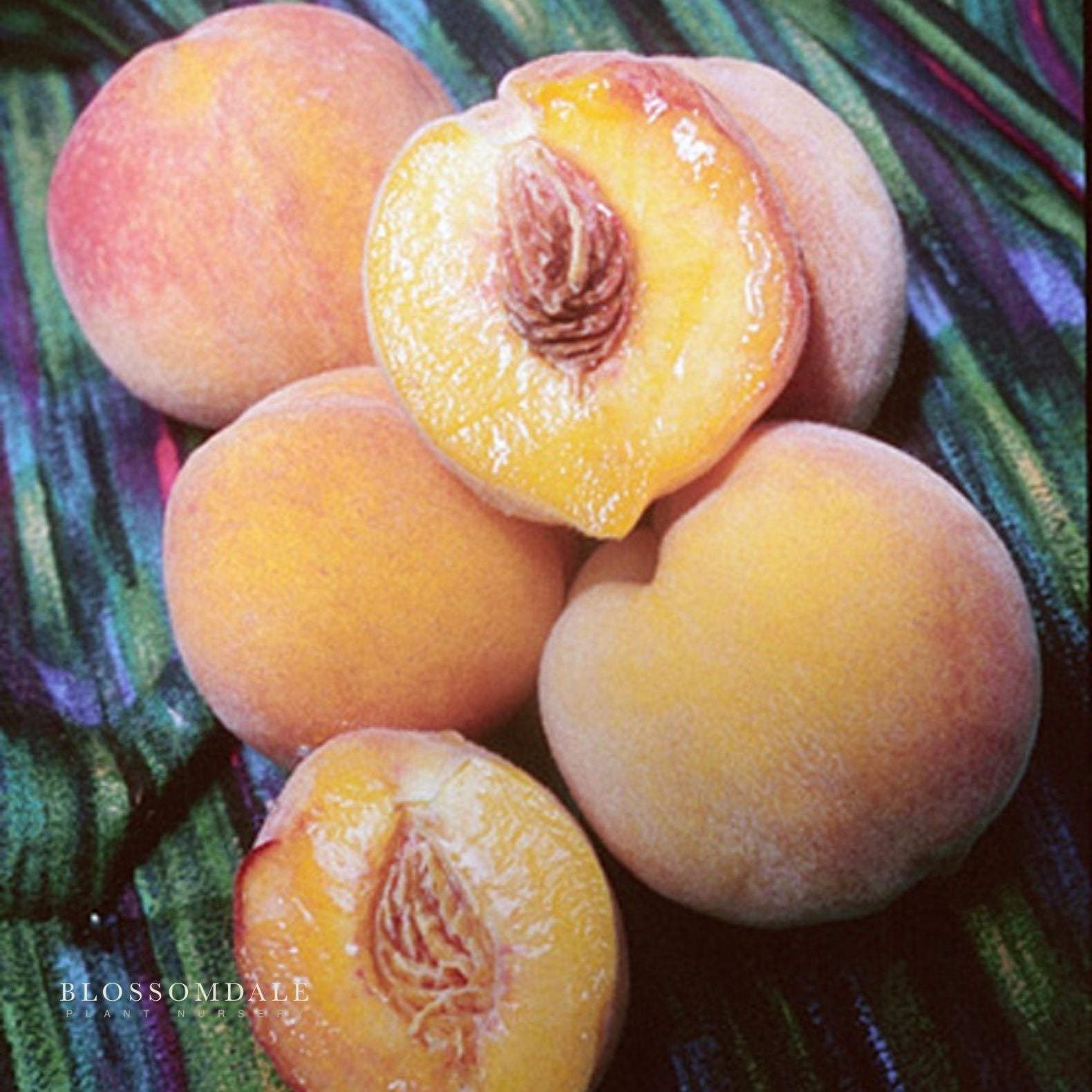 Semi Dwarf Reliance Peach Tree