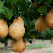 Semi Dwarf Blake's Pride Pear Tree