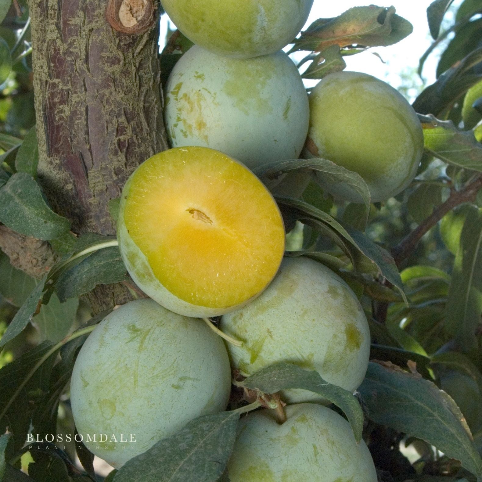 Semi Dwarf Emerald Beaut Plum Tree