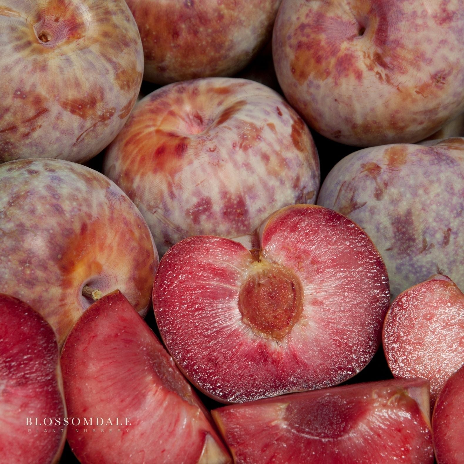Semi Dwarf Dapple Dandy Pluot Tree (Plum & Apricot Cross)