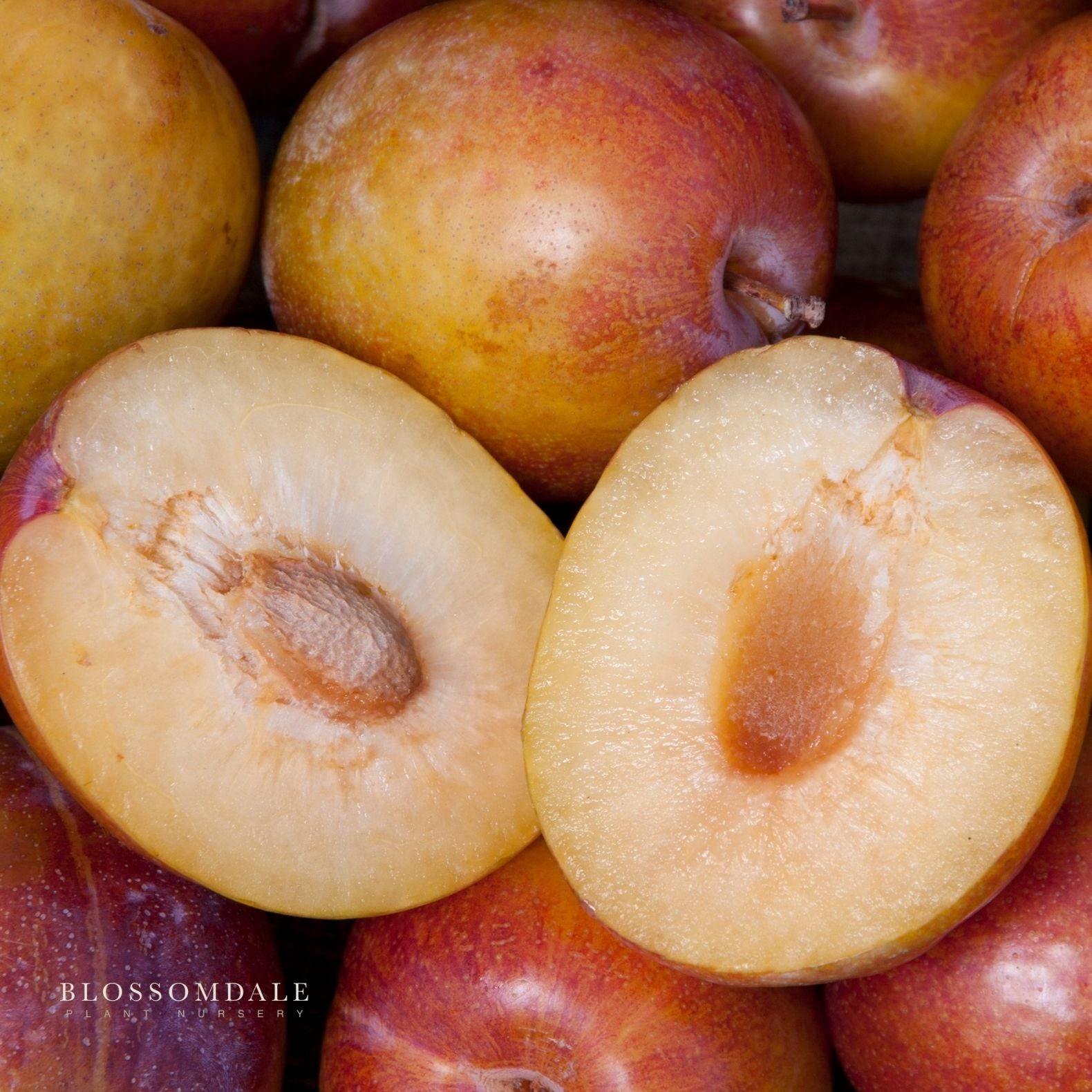 Semi Dwarf Flavor Grenade Pluot Tree (Plum & Apricot Cross)
