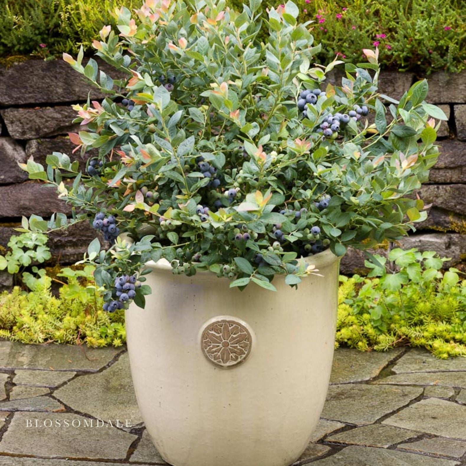 Pink Icing Blueberry Shrub