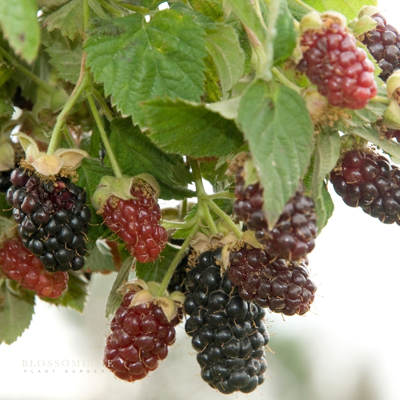 Baby Cakes Blackberry Shrub