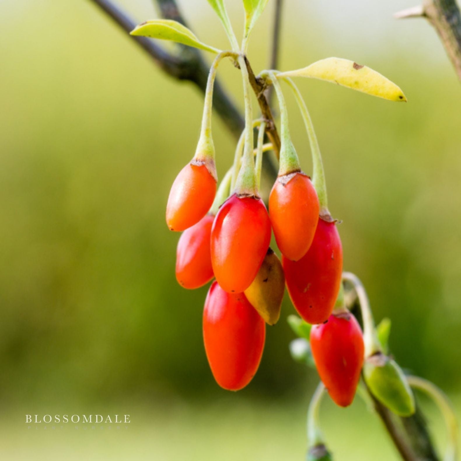 Gojiberry Shrub